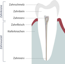 Endodontologie, Zahnerhalt vor Zahnersatz